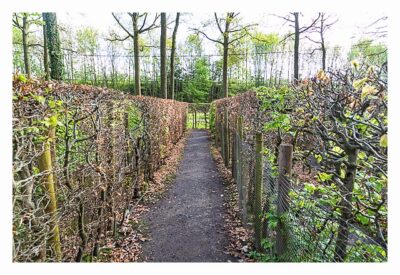 Brugse Beer IV - Labcache Geomazing - Weg durch Labyrinth