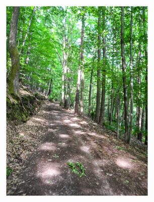 Ramberg und der Dahner Felsenpfad - Im Wald