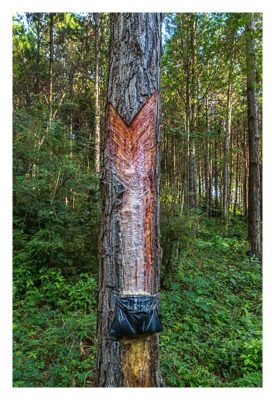 Natur pur im Pirituba Canyon - Gewinnung von Baumharz