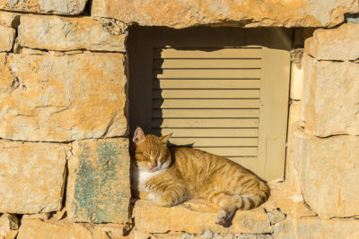 Geocaching auf Malta: Der Süden - die Tempel von ?a?ar Qim und Mnajdra - Die Katze genießt die Sonne