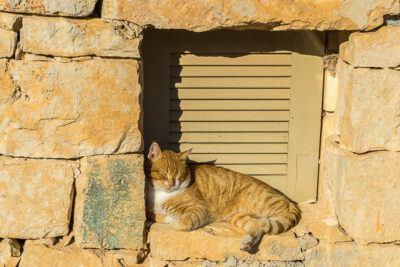 Geocaching auf Malta: Der Süden - die Tempel von ?a?ar Qim und Mnajdra - Die Katze genießt die Sonne