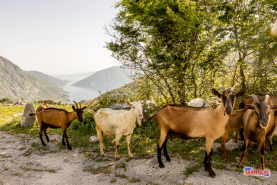 Ziegen an der Gebirgsstraße, die hinunter zur Bucht von Kotor führt