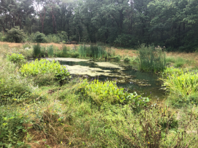 Kkleiner Teich bei Nijmengen