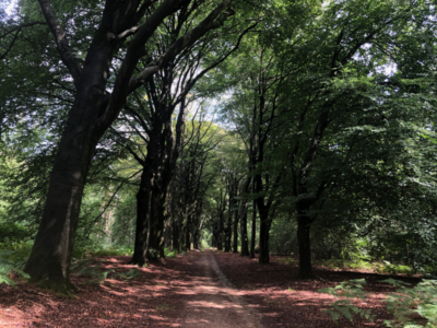 Waldweg bei Nijmengen