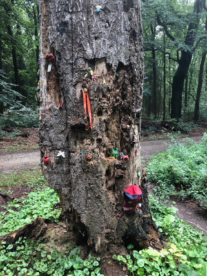 Besonderer Geocaching-Baum