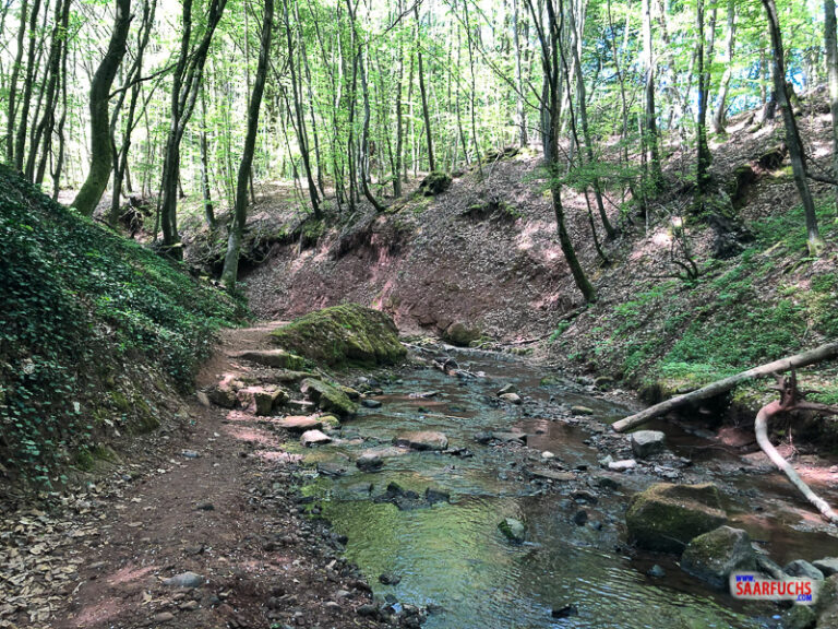 Geocaching & Wandern Die MühlenbachSchluchtentour » Saarfuchs on Tour!
