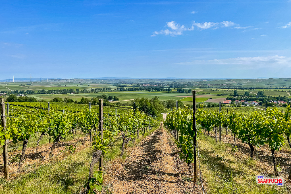 10. Bloggerwandern: Mein Wein- und Wandererlebnis in Rheinhessen »  Saarfuchs on Tour!