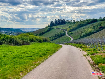 Wanderweg entlang der Weinberge am Petrisberg in Trier
