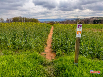 Schmaler Wanderpfad, der geradlinig durch ein weites landwirtschaftlich genutztes Feld verl&auml;uft