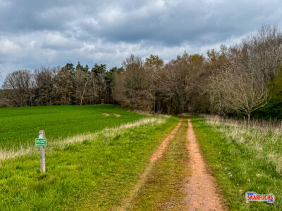 &Uuml;bergang von der offenen Wiese in einen dichten Waldabschnitt &uuml;ber einen breiten Forstweg