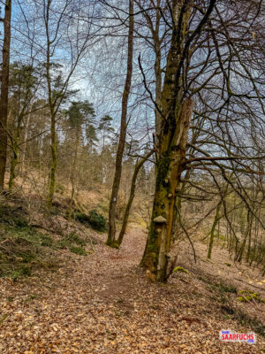 Wanderpfad durch den Mischwald