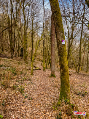 Steil ansteigender Wanderweg mit Wurzeln, der in einen dichten Wald f&uuml;hrt