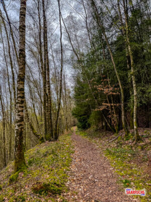 Schmaler, wurzeliger Wanderpfad, der steil durch einen dichten Mischwald nach oben f&uuml;hrt