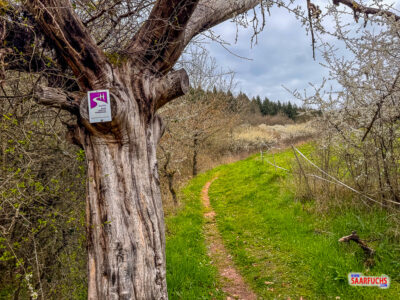 Wanderpfad, der zwischen Hecken hindurch zu einer eingez&auml;unten Koppel f&uuml;hren