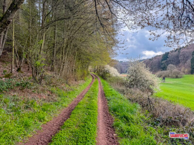 Breiter forstwirtschaftlicher Weg, der sanft ansteigend durch ein enges bewaldetes Tal f&uuml;hrt
