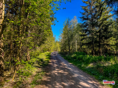 Ein breiter, geschotterter Forstweg, der flach durch einen dichten Fichten- und Mischwald im Th&uuml;ringer Wald f&uuml;hrt