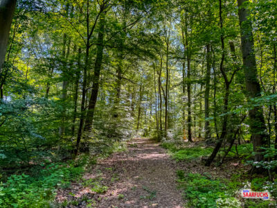 Schattiger Waldweg mit dichtem Bl&auml;tterdach im Forst nahe Gie&szlig;en