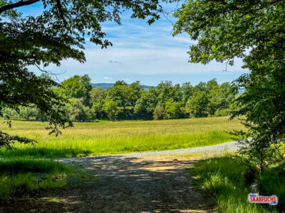 Blick &uuml;ber eine sonnige Waldlichtung auf die umliegende Landschaft im Landkreis Gie&szlig;en