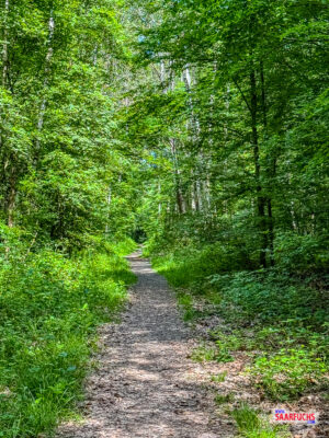 Ein schmaler, von Pflanzen ges&auml;umter Waldweg im hessischen Forst
