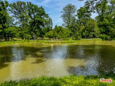 Ruhiger Schwanenteich im Kurpark von Bad Homburg mit Spiegelungen der umliegenden Bäume auf der Wasseroberfläche