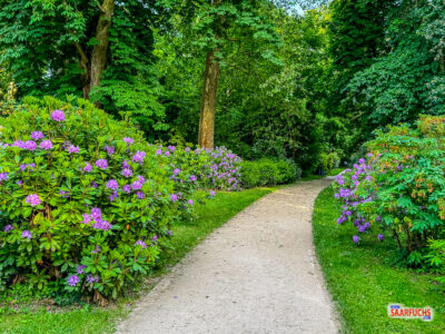 Spazierweg im Kurpark Bad Homburg flankiert von grünenden und blühenden Ziersträuchern