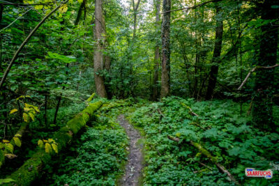 Serpentinenartiger Pfad f&uuml;hrt steil hinab in die bewaldete Schlucht