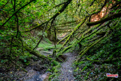 Natur belassener Schluchtgrund mit verlaufendem Oppigbach und liegendem Totholz