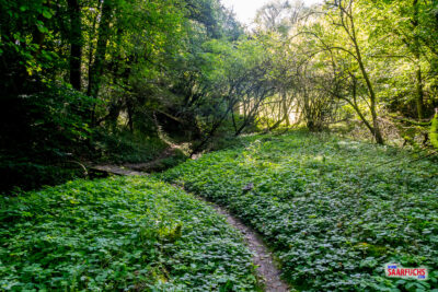 Schmaler Wanderpfad f&uuml;hrt durch dicht bewachsenen Waldboden mit gr&uuml;nen Bodendeckern