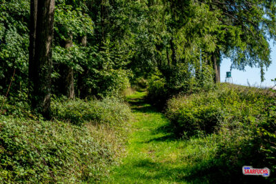 Leicht ansteigender Wiesenpfad am Waldrand mit Blick ins Gr&uuml;ne