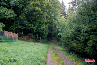 Wanderweg verschwindet wieder im Wald