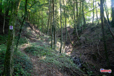 Schmaler Wanderpfad verl&auml;uft durch eine dicht bewaldete Schlucht entlang eines Bachlaufs