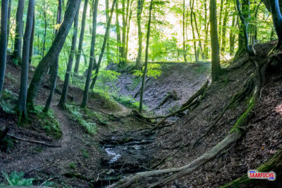 Natur belassener Schluchtverlauf mit quer liegendem Totholz und geringer Wasserf&uuml;hrung