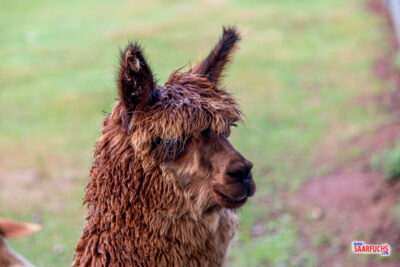 Ein neugieriges Lama blickt im Wildpark Bad Marienberg über den Holzzaun