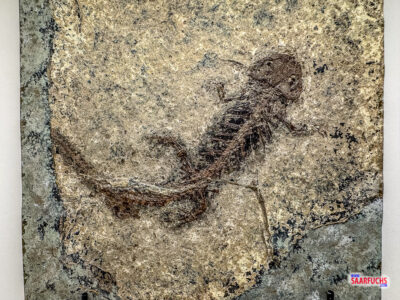 Gut erhaltenes Amphibien-Fossil im dunklen Sedimentstein des Stöffel-Parks