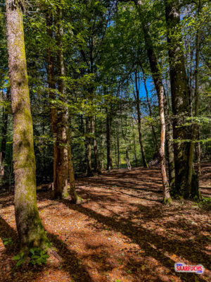 Schmaler Naturpfad im Wald entlang eines ausgetrockneten Bachbetts