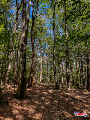 Schmaler Naturpfad, der in einen breiten Waldweg im Mischwald mündet