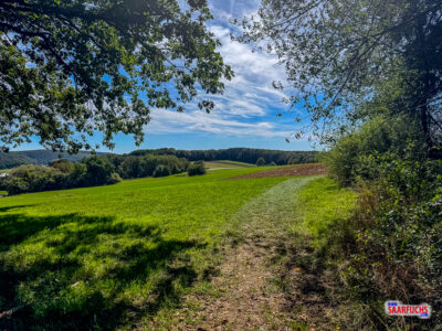 Wanderweg führt aus dem Wald heraus auf eine offene grüne Wiesenlandschaft