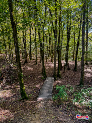 Kleine Holzbrücke führt über eine Vertiefung auf dem welligen Waldpfad
