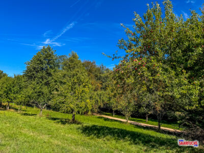 Apfelbäume auf einer Wiese mit reifen roten Äpfeln an den Ästen