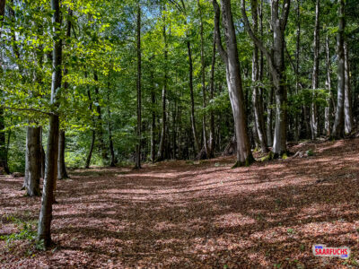 Wanderpfad führt vom offenen Feld zurück in den schattigen Laubwald