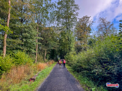 Ein breiter Forstweg führt leicht ansteigend durch den Wald