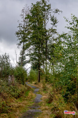 Ein schmaler Wanderpfad führt durch den herbstlichen Wald im Westerwald