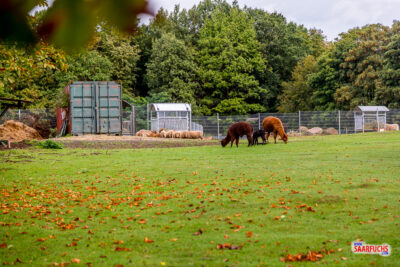 Alpakas grasen auf einer grünen Wiese im Wildpark Bad Marienberg