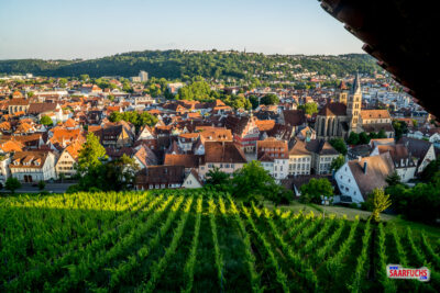 Die steilen Weinreben am Berghang direkt unterhalb der Esslinger Burg