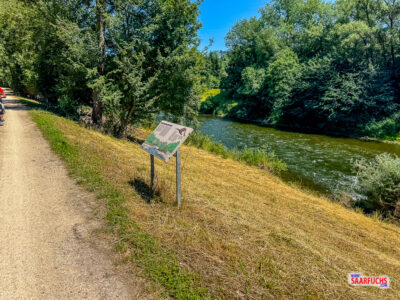 Ein Fahrradweg verläuft flach am grünen Uferstreifen des Neckars entlang