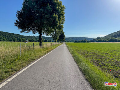 Ein asphaltierter Radweg führt durch eine sonnige Wiesen- und Weidenlandschaft im breiten Neckartal