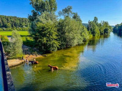 Reiter führen ihre Pferde zur Abkühlung vom Brückenufer direkt in das Wasser des Neckars