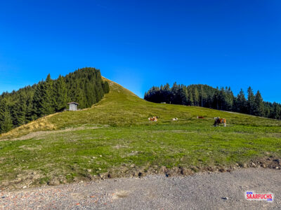Blick von der Bergstation auf die Graskuppe des Vorderen H&ouml;rnles