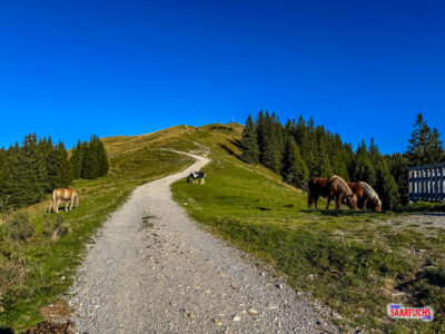 Friedlich grasende Pferde auf den Bergweiden der H&ouml;rnle-Gruppe