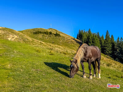 Schmaler Wanderpfad direkt vorbei an den entspannten Pferden auf der Bergweide